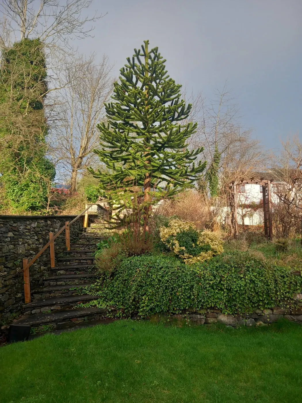 Tall monkey puzzle tree above slate steps and a lawn in a Lake District garden